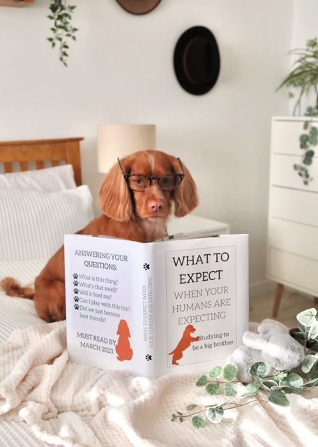 Dog Big Brother Announcement, Baby Reveal With Dog, Pregnancy Announcement Ideas With Dog, Baby Announcements With Dogs, Pregnant Dog Maternity Shoot, Gender Reveal Ideas With Dog, Baby Announcing Ideas With Dog, Pregnancy Announcements With Dogs, Funny Pregnancy Announcement To Husband