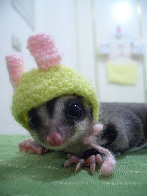 Haha! Look how cute :-) Sugar Glider Pet, Tiny Hat, Crocheted Bunny, Sugar Bears, Sugar Gliders, Flying Squirrel, List Of Animals, Sugar Glider, Bunny Ears