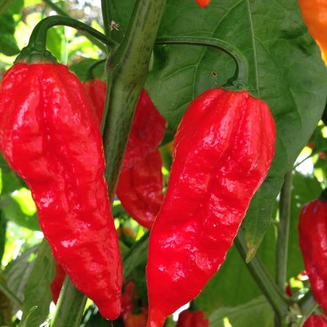 Ghost Chili, Bhut Jolokia, Long Pepper, Red Ghost, Hot Pepper Seeds, Ghost Pepper, Drought Resistant Plants, Seed Collection, Ghost Peppers