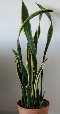 How to Prune a Snake Plant: Simple Steps for Lush Foliage Propagating A Snake Plant, How To Propagate Snake Plants, Propagation Snake Plant, Propergate Snake Plant, How To Propagate Snake Plant In Water, Snake Plant Indoor, Snake Plant Propagation, Snake Plant Care, Plant Tissue