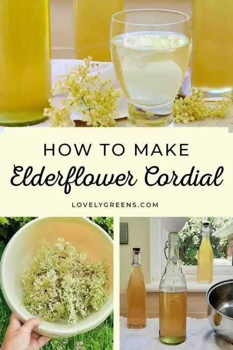 Easy to make sweet elderflower cordial recipe using fresh elderflowers and lemon juice. Makes three bottles that you can use in refreshing summer drinks, or to make edible flower desserts and recipes #elderflower #foragedfood #cordialrecipe Herbal Wine, Elderflower Syrup Recipe, Elderflower Liquor, Elderflower Recipes, Elderflower Champagne, Elderflower Cocktail, Cordial Recipe, Elderberry Recipes, Elderflower Cordial