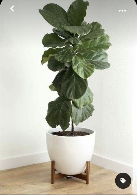 Extra Large Planters, Mid Century Modern Planter, Large Indoor Plants, نباتات منزلية, Modern Planter, Wood Plant Stand, Floor Plants, Plant Decor Indoor, Modern Planters