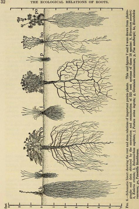 Permaculture Illustration, Plant Biology Aesthetic, Naturalist Aesthetic, Soil Illustration, Roots Design, Root System, Tree Roots, Scientific Illustration, Botanical Drawings