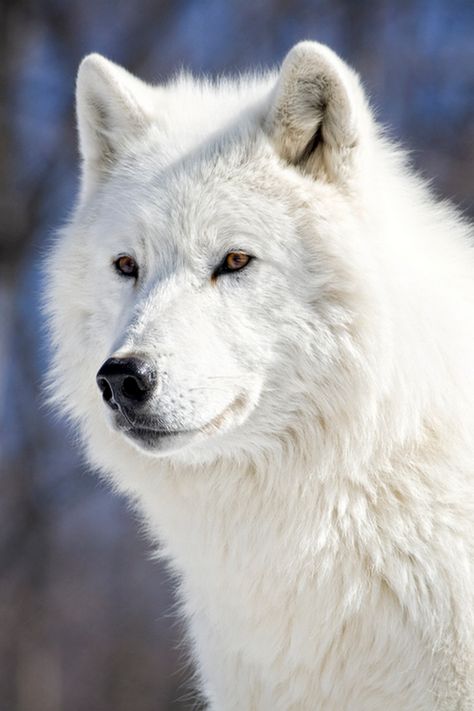 Arctic Wolf Wolf Beautiful, Wolf With Blue Eyes, White Wolves, Cry Wolf, White Husky, Arctic Wolf, Wolf Photos, Timber Wolf, Wild Wolf