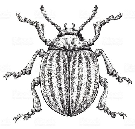 Tattoo Idea Potato Bug Tattoo, Potato Tattoo, Bug Vector, Colorado Beetle, Potato Beetle, Old Style Tattoos, Potato Bugs, Beetle Drawing, Insect Illustration