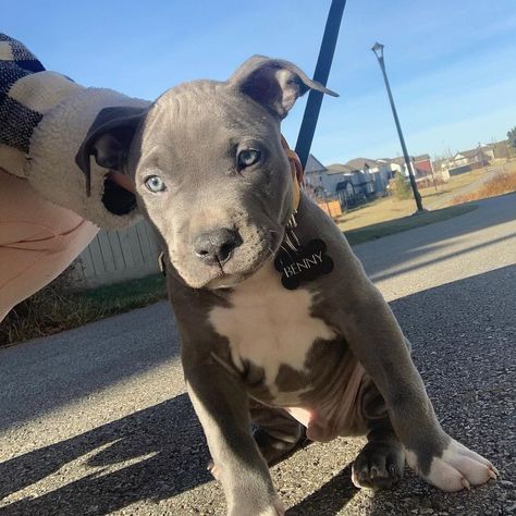 pure breed American Pitbull Terrier Blue, Blue Pitbull Puppy, Grey Pitbull Puppies, American Pitbull Terrier Puppy, Blue Pit Bull, Pit Bull Dogs, Pitbull Terrier Puppies, Blue Nose Pitbull Puppies, Pit Bull Puppies Blue