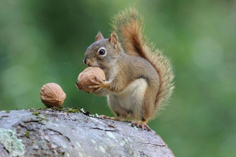 Original image What Do Squirrels Eat, Healthy Food Guide, 10 Interesting Facts, Flying Squirrel, Chinchillas, Hamsters, Mexican Folk Art, Rodents, Squirrels