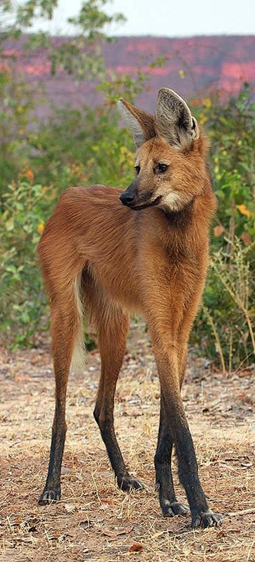 Maned wolves may have lanky legs, but it looks like someone sprinkled Miracle-Gro on their ears, too. Luckily, they only serve to make him look more debonair. Maned Wolf Tattoo, Bizarre Animals, Maned Wolf, Regnul Animal, Interesting Animals, Unusual Animals, Rare Animals, Pretty Animals, Wild Dogs