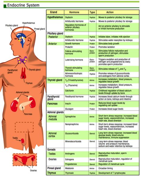 Pressure Quotes, Clinical Chemistry, Hypertension Diet, Endocannabinoid System, Nurse Rock, Nursing Tips, Nursing Study, Endocrine System, E Mc2