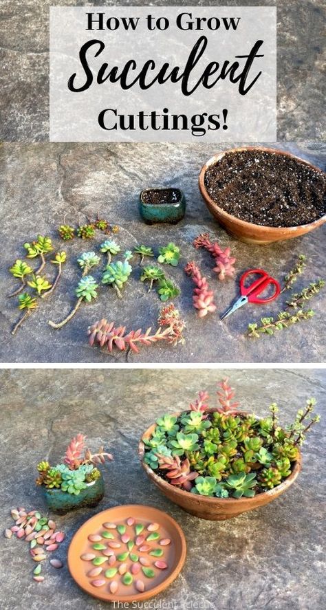 Porch Succulent Ideas, Cute Ways To Plant Succulents, Succulent Store Display Ideas, Diy Succulent Soil, Caring For Succulents Indoor, Succulents In Glass Containers, Kolaczki Cookies, Mini Jardin Zen, Suculentas Ideas