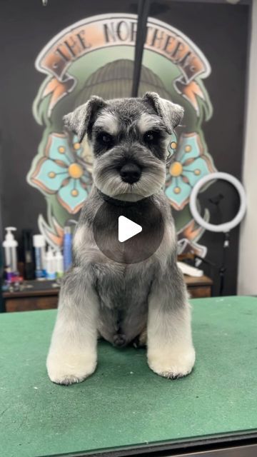 ✂️ 𝕵𝖆𝖒𝖊𝖘 𝕳𝖔𝖑𝖇𝖊𝖗𝖗𝖞 ✂️ on Instagram: "Well Schnauzer me silly and call me a dog groomer! 😂

I wish I had more schnauzers to work with! Along with the Bichon, they are one of my hands down favourites to groom in an Asian style! 😍🌸

Don’t forget you can still get access to my full Asian style schnauzer webinar with Angus (featured here), just drop me a dm to get your access! 🥰🐾

Featured clippers: @joyzzegrooming ‘Falcon’ 🦅

Scissors: @kenchiigrooming ‘Lotus’ 8” Straights and ‘5 Star’ 5.5” curves

Prepped in @hyponic.americas ‘Grooming Artist: clipper cut’ shampoo
.
.
.
#miniatureschnauzer #miniatureschnauzers #miniatureschnauzersofinstagram #asianstylegrooming #asianfusiangrooming #asianfreestylegrooming #doggroomer #doggrooming #doggroomersofinstagram #doggroominglife #dog Schnauzer Cut, Schnauzer Grooming, Clipper Cut, Grooming Style, Dog Groomer, Miniature Schnauzer, I Wish I Had, Asian Style, Dog Grooming