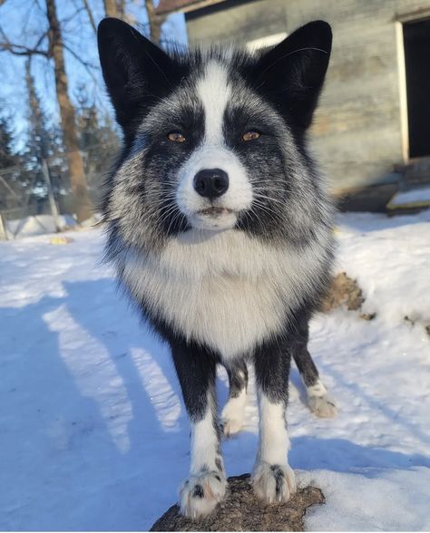 Marble Fox Therian, Marble Fox Photography, Marble Fox Therian Mask, Animal Markings, Japanese Raccoon Dog, Fox Therian, Snow Animals, Birman Cat, Fox Pictures