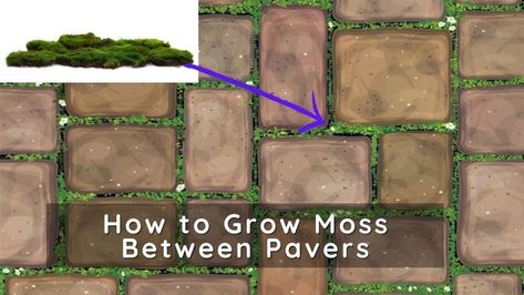 Pavers With Moss In Between, Pavers And Moss Patio, Growing Moss Between Pavers, Irish Moss Between Pavers, Planting Between Pavers, How To Grow Moss Between Pavers, Moss Between Pavers, Grow Moss, Succulent Rock Garden