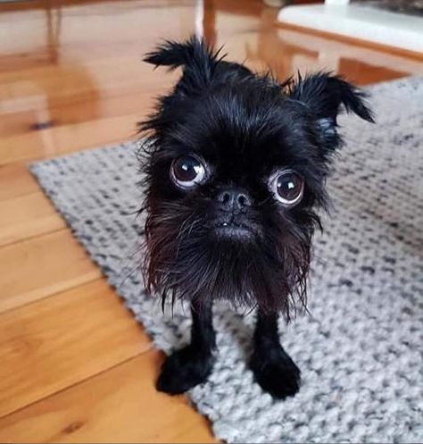 Normal Quotes, Ugly Dogs, Ugly Cat, Goofy Dog, Brussels Griffon, Very Cute Dogs, Funny Animal Photos, Silly Dogs, Funny Animal Jokes