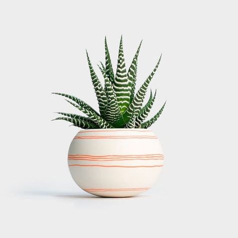 12 Best Succulents For Beginners | Balcony Garden Web Big Indoor Plants, Zebra Plant, Plant Delivery, Growing Succulents, Plant Photography, Jade Plants, Low Maintenance Garden, Plant Aesthetic, Buy Plants