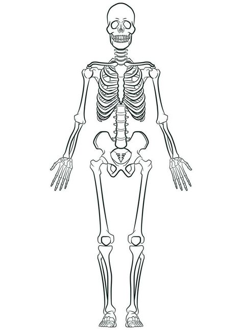 Sketch Human Biology Skeleton System Diagram Skeletal System Drawing, Human Skeleton Drawing, Skeleton Pictures, Skeleton Diagram, Appendicular Skeleton, Skeletal System Anatomy, Thoracic Cage, Skeleton System, Skeleton Sketch