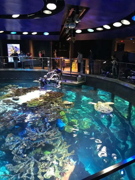 Aquarium Mini, Aquarium Aesthetic, Aquarium Date, Aquarium Pictures, Public Aquarium, Big Aquarium, New England Aquarium, Sci Fi Architecture, Animal Learning