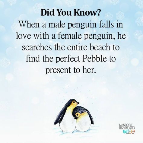 "Did You Know?  When a male penguin falls in love with a female penguin, he searches the entire beach to find the perfect Pebble to present to her" - #animal #love #penguin #monogamy #pebble #present Penguin Preschool, Penguin Quotes, Penguin Facts, Fun Facts For Kids, Animal Love, Penguin Love, Love Facts, Facts For Kids, General Knowledge Facts