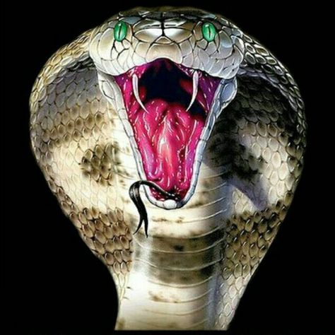 #slytherin #serpent #power King Cobra Snake, Dragon Anatomy, Snake Photos, Egyptian Tattoo Sleeve, Serpent Tattoo, Snake Wallpaper, The Living Dead, Cobra Snake, Egyptian Tattoo