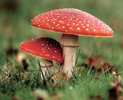 Mushrooms Fly Agaric Mushroom, Red Mushrooms, Mushroom Pictures, Microscopic Images, Mushroom Fungi, Mushroom Design, Airbrush Art, Wild Mushrooms, Mushroom Art