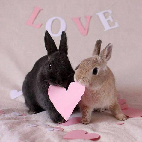 Bunny Love <3 I want to take a photo like this too! :D Baby Bunnies, Hamsters, Bunny Enclosure, Two Rabbits, Bunny Pictures, Pet Bunny, Haiwan Peliharaan, 웃긴 사진