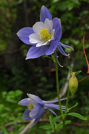 Colorado Blue Columbine, Jeff Leatham, Columbine Flower, Bees And Butterflies, Woodland Flowers, How To Attract Birds, Language Of Flowers, Ornamental Plants, 자수 디자인