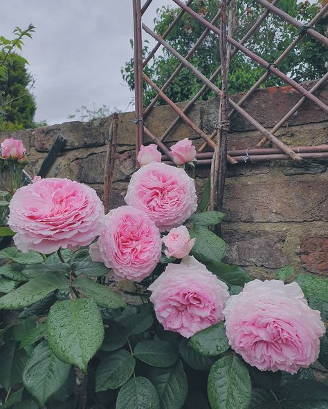 James Galway Rose, James Galway, David Austin Roses, Galway, Boy Blue, Whippet, In The Rain, The Rain, Lush