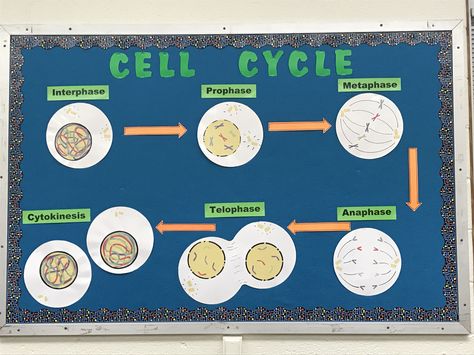 Cell cycle / cell division / mitosis / bulletin board Cell Cycle Project, Mitosis Model Project, Bio Project, Agriculture Photos, Cells Project, Biology Projects, Cell Cycle, Cell Division, Class Decor