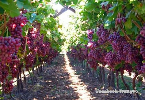 Grape Yard, Grape Vine Decor, Grape Farm, Light Elves, Vineyard Garden, Grape Vine Trellis, Irrigation Methods, Grape Tree, Grape Vineyard