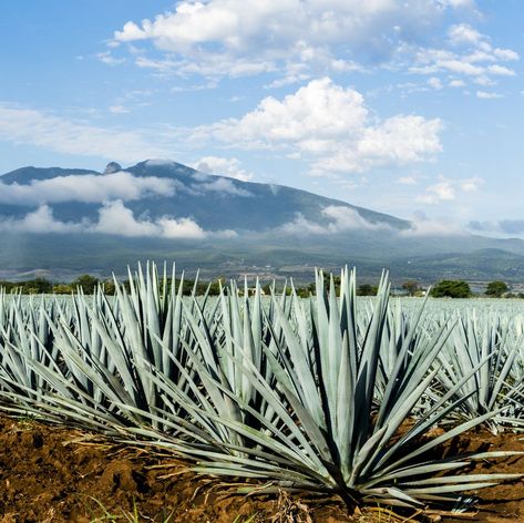 A field of Blue Agave in Jalisco Mexico Agave Field, Blue Agave Plant, Mexico Cactus, Cactus Backgrounds, Agave Plants, Baja California Mexico, Water Energy, Blue Agave, Front Landscaping