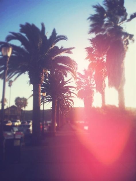 Palm Trees Photography, Summer Palm Trees, Tumblr Girly Aesthetic 2013, Palm Tree Pictures, Summer Tumblr, Trees Photography, 2010s Aesthetic, California Palm Trees, Guided Imagery