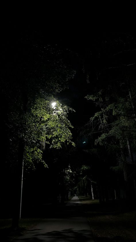 forest night nature dark greenery Dark Forest Pictures, Nature At Night Aesthetic, Dark Trees Aesthetic, Forest At Night Aesthetic, Woods Night, Quiet Aesthetic, Dark Scenery, Dark Greenery, Woods At Night