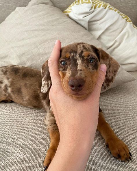 Mixed Dog Breeds, Hybrid Dogs, Sausage Dog, Dachshund, Dog Breeds, Brave, Best Friends, Dogs