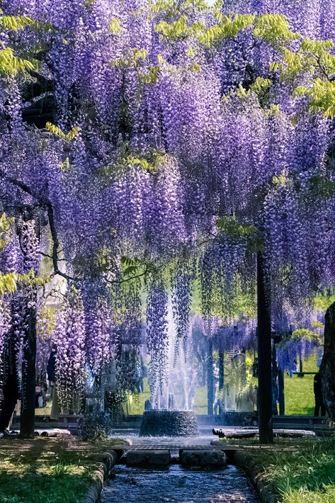 Wisteria Tree, Purple Wisteria, Unique Trees, Beautiful Flowers Pictures, Free Hd Wallpapers, Flower Field, Wisteria, Flowers Photography, Nature Pictures