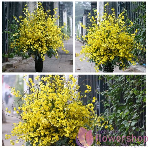 Dancing-lady orchid arrangement at Vietnam Flower Shop Dancing Lady Orchid, Orchid Arrangements, Flower Delivery, Flower Shop, Orchids, Vietnam, Dancing, London, Plants