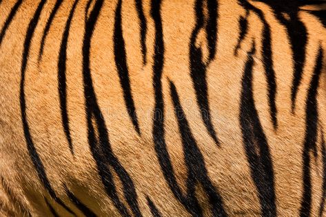 Tiger skin. Texture or background , #AD, #skin, #Tiger, #background, #Texture #ad Tiger Stripe Tattoo, Stripe Tattoo, Tiger Makeup, Tiger Drawing, Draw Animals, Tiger Skin, Tiger Pattern, Tiger Design, Zebra Stripes