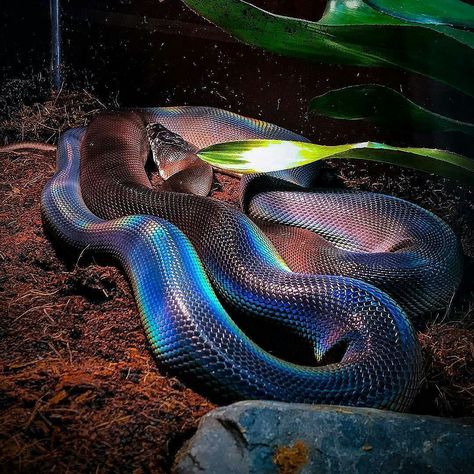 The White Lipped Python Do you like snakes? 😛 Follow @mantasha 7059. #snake. 🐍🐍🐍🐍 White Lipped Python, Dream Snake, Rainbow Snake, Pretty Snakes, Amazing Animal Pictures, Cute Reptiles, Cute Snake, Pet Snake, Beautiful Snakes