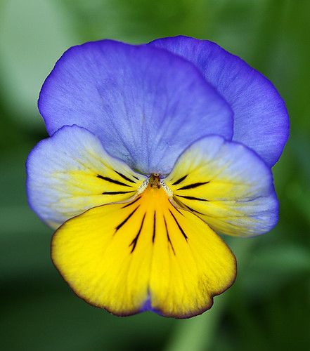 Pansies Flowers Painting, Pansies Art, Yellow Pansies, Yellow Pansy, Blue Pansy, Pansy Flowers, Blue Yellow Flowers, Pansy Flower, Flowers Photo