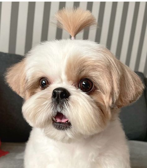 Shitzu Haircuts, Shitzu Dogs Haircuts, Puppy Haircut, Shih Tzu Haircuts, Perro Shih Tzu, Chien Shih Tzu, Shitzu Dogs, Shih Tzu Grooming, Shitzu Puppies