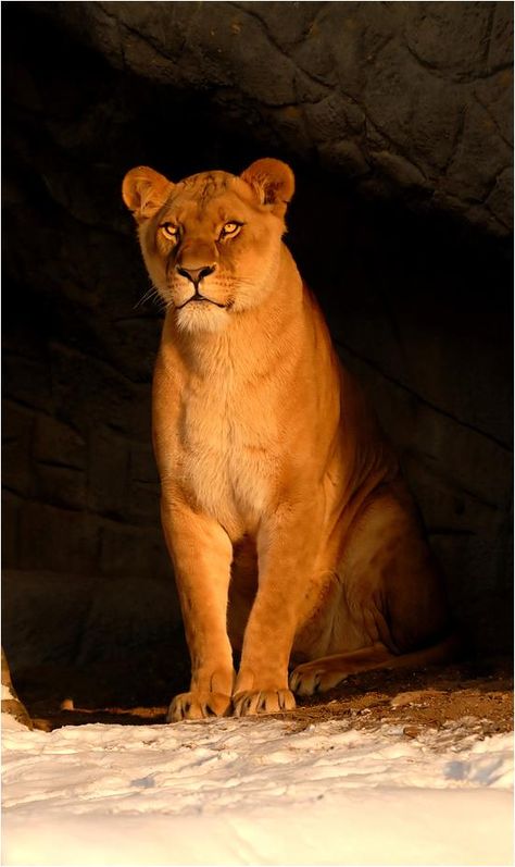 lioness! Female Lion, Lion Love, Bulldog Francese, Using Pinterest, Free Advice, Large Cats, A Lion, Animal Planet, Beautiful Cats