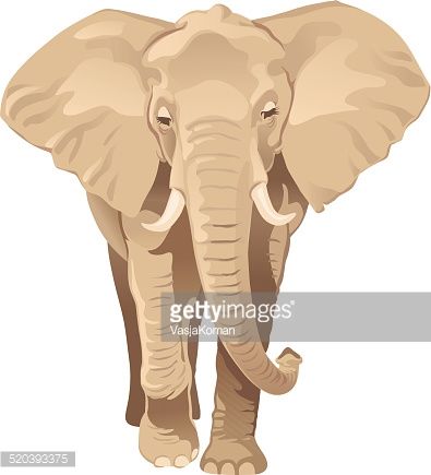 African Elephant Front View Elephant Front View, African Elephant Illustration, Elephant Vector, Elephant Clip Art, Elephant Illustration, Elephant Drawing, Elephant Painting, Safari Park, Elephant Art