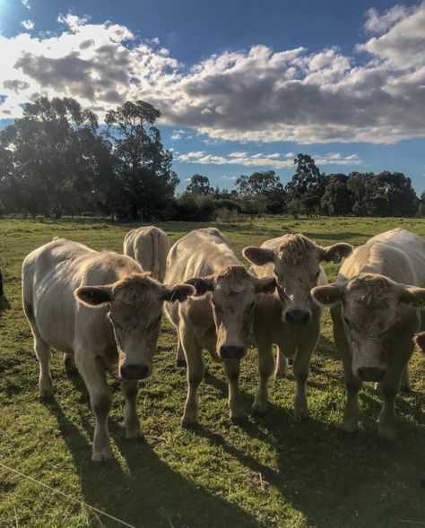 Vinson Board, Cow Paddock, Homestead Inspiration, Cows On Field, Cow In Meadow, Cows In Meadow, Black Cows In Field, Farm Yard, Western Australia