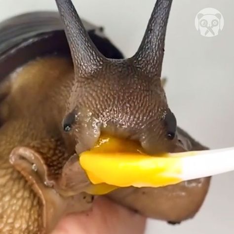 Feeding a cute snail | Feeding a cute snail | By Girly Panda Snail Food, Snail Eating, Giant Snail Pets, Land Snail, Pet Giant Snail, Giant Snail, African Snail, Giant African Land Snails, Xmas Toys