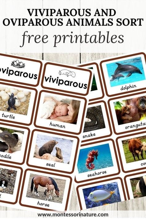 Viviparous and Oviparous Animals Sort – Free Printable - Montessori Nature Animals In Spring, Montessori Printables Free, Oviparous Animals, Nature Printables, Free Educational Printables, Montessori Printables, Birds Chirping, Sequencing Cards, Learning Printables