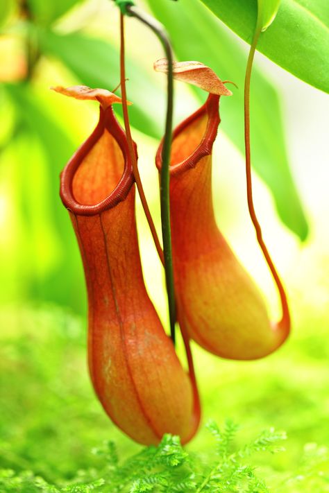 Pitcher Plant (mosongomoukwa, 2014) Horsetail Reed, Insectivorous Plant, Pitcher Plant, Venus Fly Trap, Organic Soil, Lavender Plant, Carnivorous Plants, Plant Lighting, Garden Living