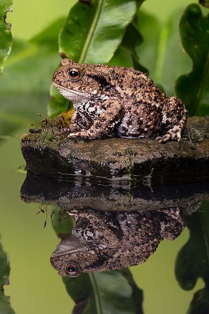 Common Toad, Salamanders, A Frog, Frog And Toad, Reptiles And Amphibians, Cute Frogs, Nature Journal, Amphibians, Toad