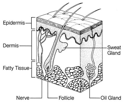 Skin Diagram, Biology Diagrams, Skin Anatomy, Integumentary System, Skin Facts, Subcutaneous Tissue, Tattoo Techniques, Skin Drawing, Human Anatomy And Physiology