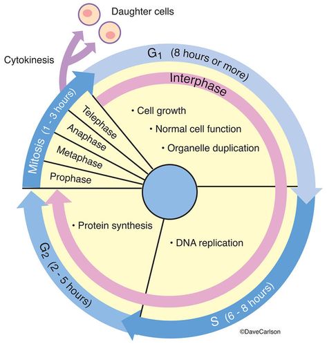 Evolution & Genetics | Carlson Stock Art Cell Biology Notes, Veterinary Anatomy, Learn Biology, General Biology, A Level Biology, Teaching Chemistry, Cell Cycle, Cell Division, Biology Lessons