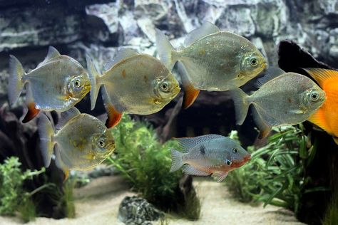 Silver Dollar Fish, Aquarium Home, Cichlid Fish, Monster Fish, Swimming Ponds, Natural Swimming Ponds, Fish Keeping, Fish Breeding, Lion King Art