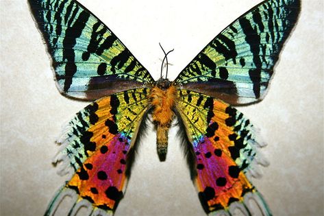 Sunset Moth from  Madagascar.  Can you say iridescent?! Moth Emperor, Colorful Moths, Papillon Butterfly, Real Butterfly Wings, Beautiful Butterfly Photography, Moth Caterpillar, Moths And Butterflies, Real Butterfly, Dragon Flies